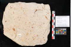 Foto (Objekt + Etikett) von Myrica lignitum Unger (NHMW-GEO-2024-0188-4002)